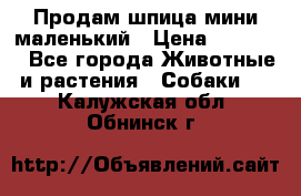 Продам шпица мини маленький › Цена ­ 15 000 - Все города Животные и растения » Собаки   . Калужская обл.,Обнинск г.